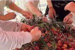 荔枝价格暴跌七成